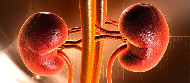 Exitoso Trasplante de Riñón de Cerdo Modificado Genéticamente