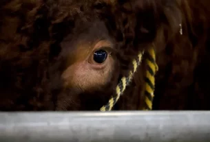 Brotes de Gripe Aviar en Ganado de EE. UU