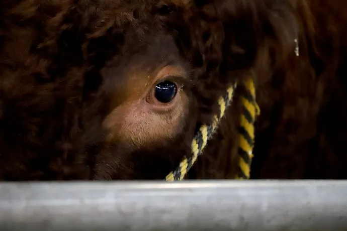 Brotes de Gripe Aviar en Ganado de EE. UU
