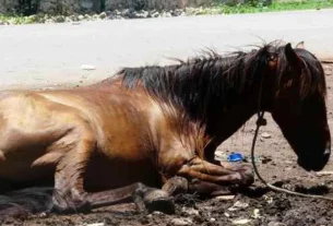 Caballos Maltratados: Denuncian Condiciones Inhumanas