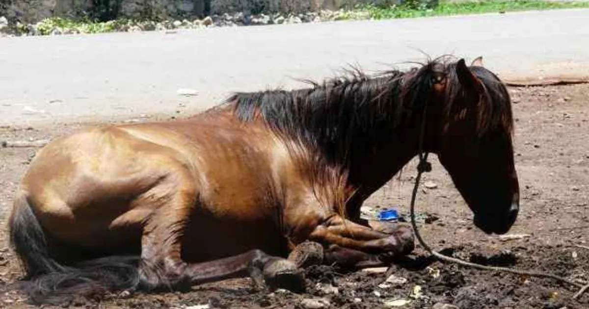Caballos Maltratados: Denuncian Condiciones Inhumanas