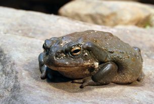 El Potencial Terapéutico del Veneno del Sapo contra la Depresión