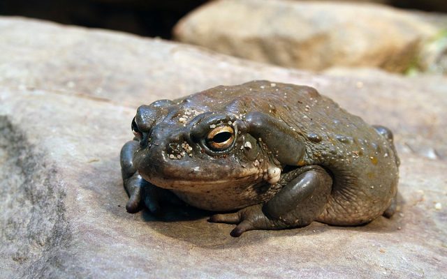 El Potencial Terapéutico del Veneno del Sapo contra la Depresión