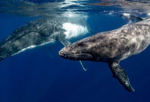 ¿Estamos más cerca de hablar con las ballenas?