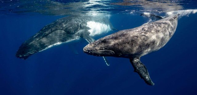 ¿Estamos más cerca de hablar con las ballenas?