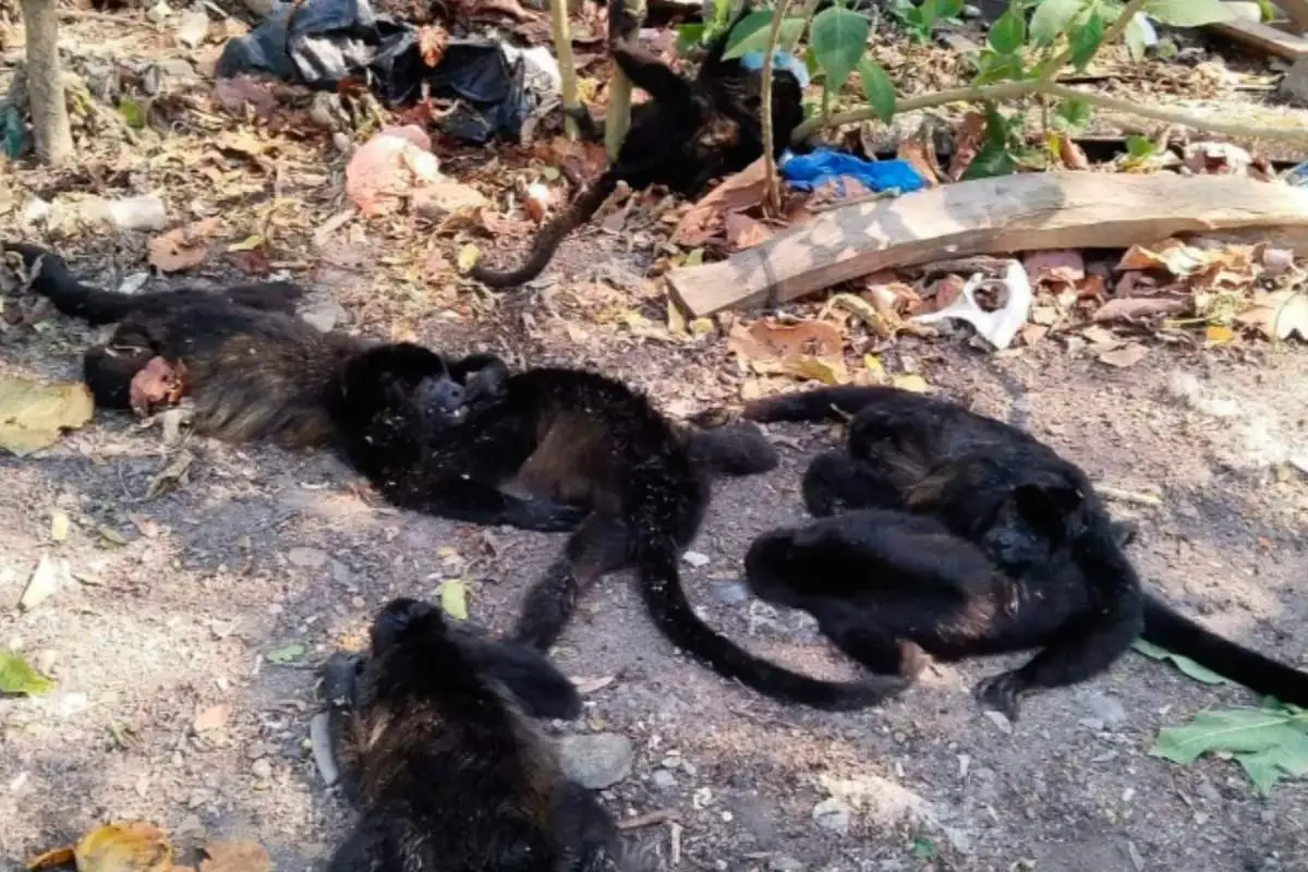 Mueren monos aulladores en Tabasco por altas temperaturas