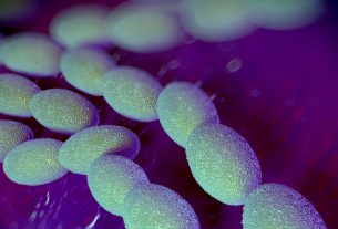 Bacteria carnívora letal rompe récord de Infecciones en Japón