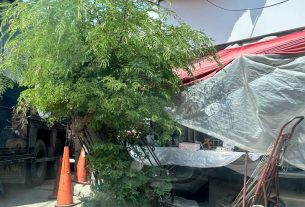 Ni Otis lo Pudo Tumbar El Emblemático Tamarindo