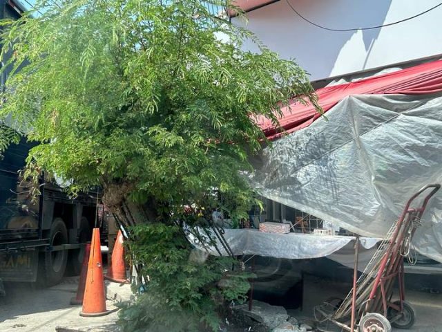 Ni Otis lo Pudo Tumbar El Emblemático Tamarindo