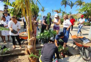 Rescatan áreas verdes en Acapulco con siembra de palmeras