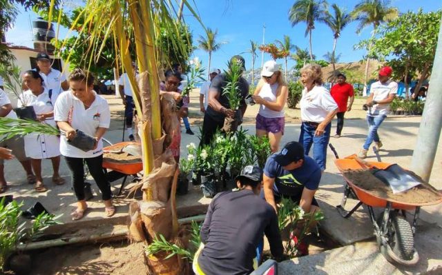 Rescatan áreas verdes en Acapulco con siembra de palmeras