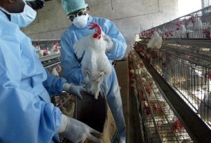 SSA niega muerte por gripe aviar en México; OMS