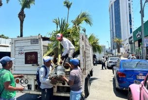 CDMX dona 2 mil plantas para la reforestación de Acapulco