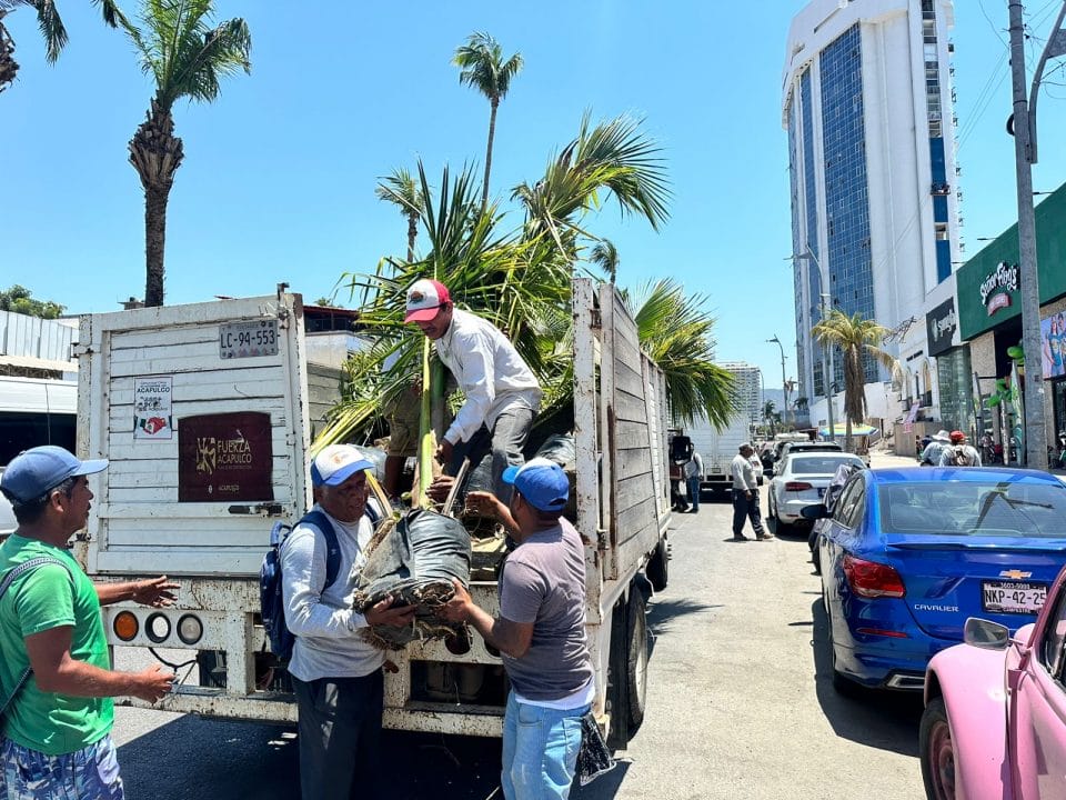 CDMX dona 2 mil plantas para la reforestación de Acapulco