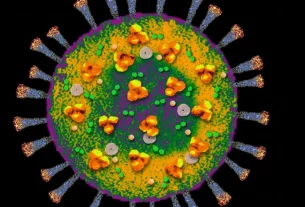 Covid-19 Efectos a largo plazo en el sistema inmunitario