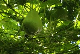 El precio del Chayote se dispara en México