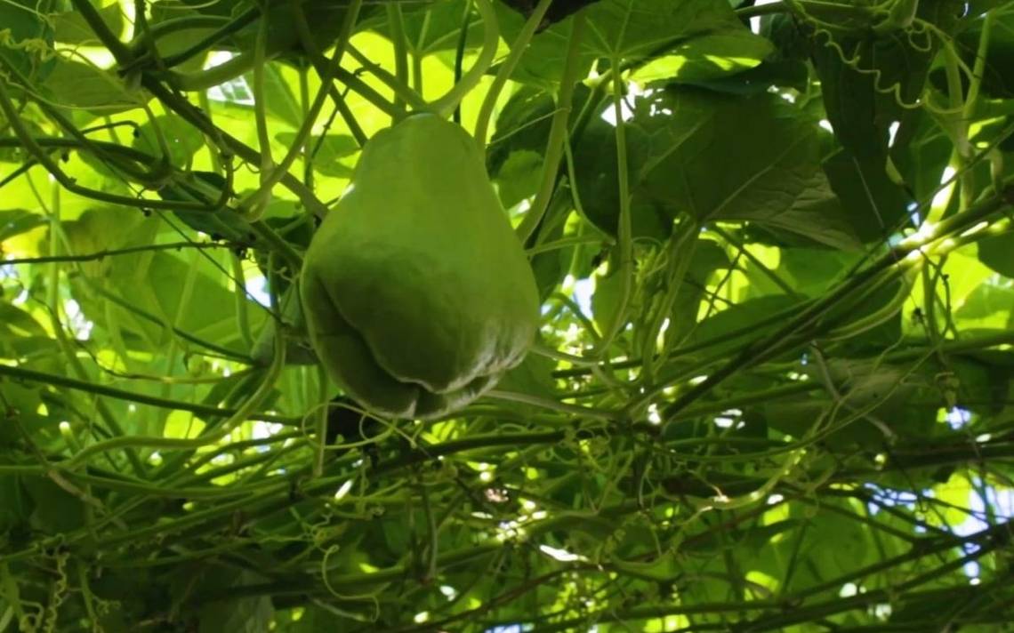El precio del Chayote se dispara en México