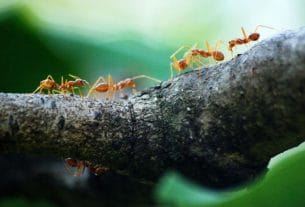 La Hormiga Cirujana Camponotus Floridanus