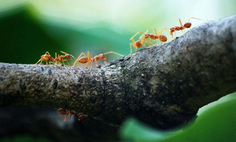 La Hormiga Cirujana Camponotus Floridanus