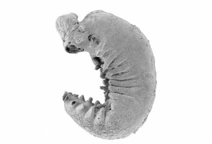 Descubren fósil de 520 millones de años con cerebro y vísceras