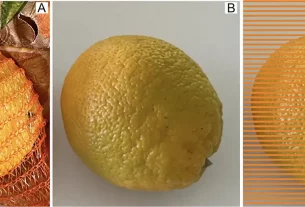 La razón por la que naranjas se venden en bolsa de red roja
