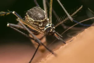 Mosquito usa el infrarrojo para detectar objetivos humanos