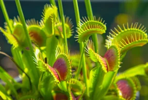 El enigma de las plantas carnívoras de Madagascar