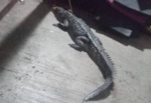 Bomberos capturan a cocodrilo cerca de playa Revolcadero