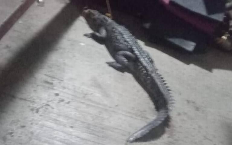 Bomberos capturan a cocodrilo cerca de playa Revolcadero