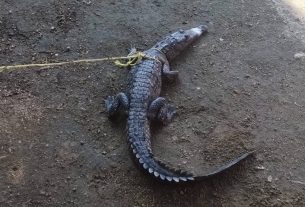 Capturan cría de cocodrilo en canal de la avenida Farallón