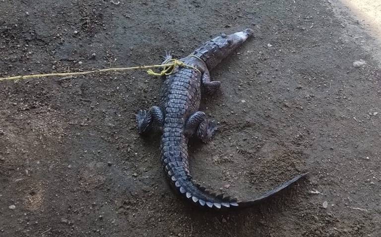 Capturan cría de cocodrilo en canal de la avenida Farallón