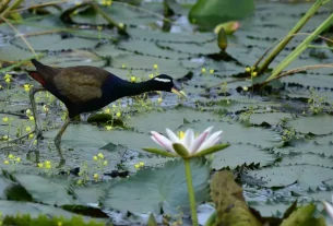 Qué está en juego en las negociaciones sobre biodiversidad