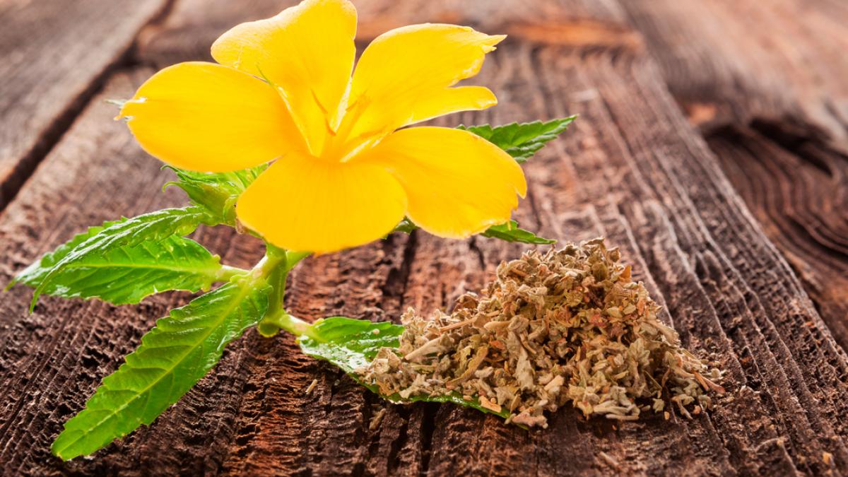 Té de damiana y cúrcuma Fortalecen tus bronquios