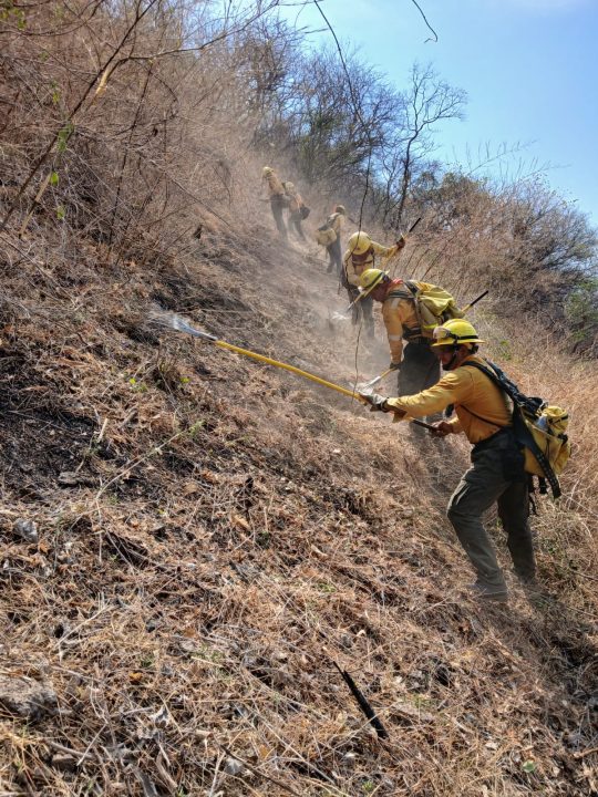 Controlan incendio en Pueblo Viejo con más de 100 brigadistas