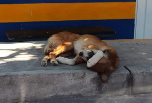 Guerrero reforma su Constitución para proteger a los animales