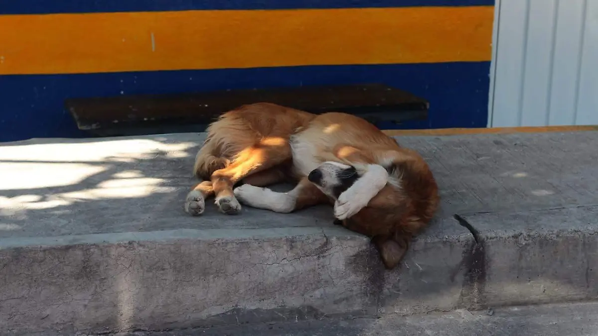 Guerrero reforma su Constitución para proteger a los animales