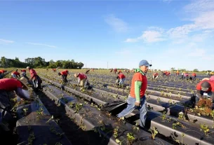 Guerrero fortalece respaldo a migrantes agrícolas