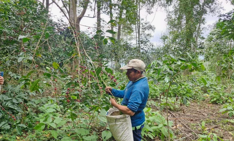 Café Bienestar ya paga 65 pesos por kilo a productores de La Montaña
