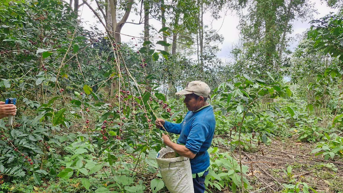 Café Bienestar ya paga 65 pesos por kilo a productores de La Montaña