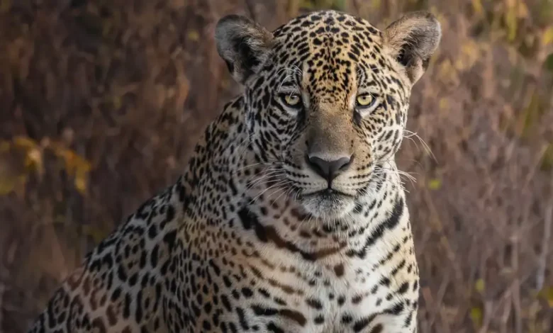 Brasil amplía en 70 % dos áreas protegidas en el Pantanal