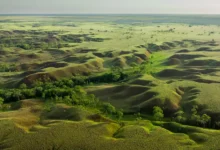 Sabanas y pastizales buscan lugar en agenda climática
