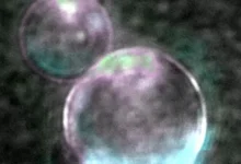 Célula sintética completa abre nueva era científica