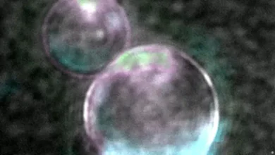 Célula sintética completa abre nueva era científica