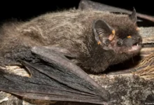Niño muere de rabia tras contacto con murciélago