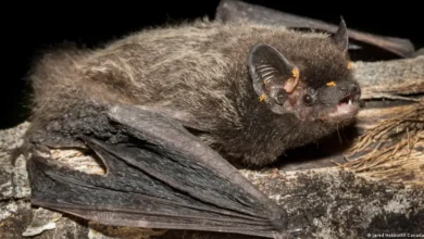 Niño muere de rabia tras contacto con murciélago