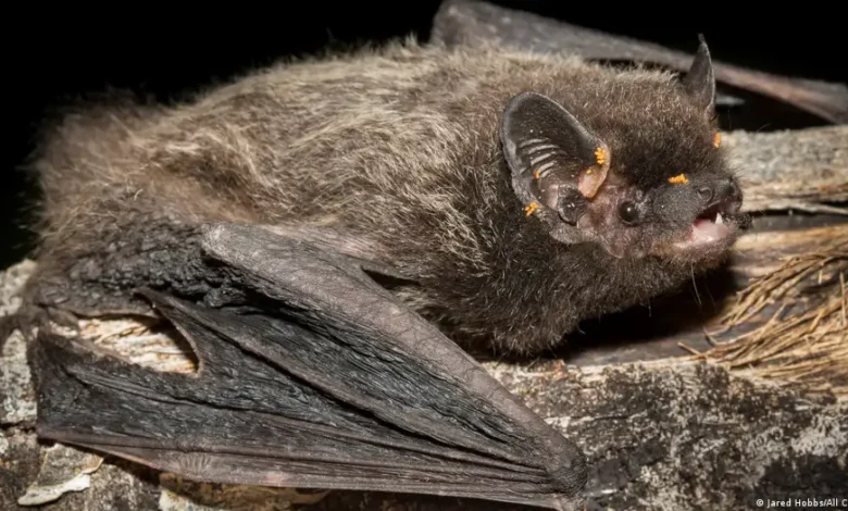 Niño muere de rabia tras contacto con murciélago