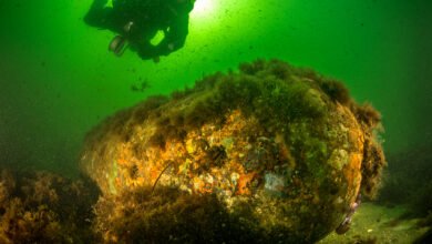 Municiones contaminan mares de Alemania