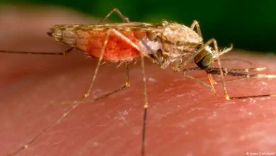 Malaria en el aeropuerto de Fráncfort