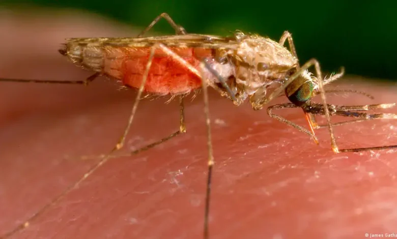 Malaria en el aeropuerto de Fráncfort
