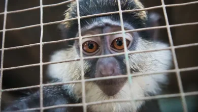 Tráfico de especies en redes sociales amenaza biodiversidad
